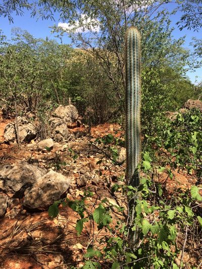 Pilosocereus pachycladus, photographed by B. Phalan