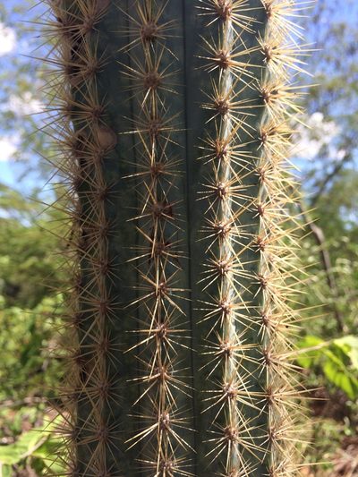 Pilosocereus pachycladus, photographed by B. Phalan