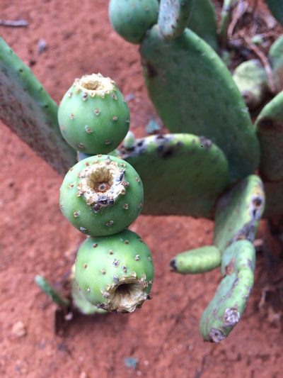 Tacinga inamoena, photographed by B. Phalan