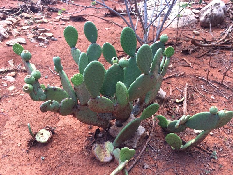 Tacinga inamoena, photographed by B. Phalan