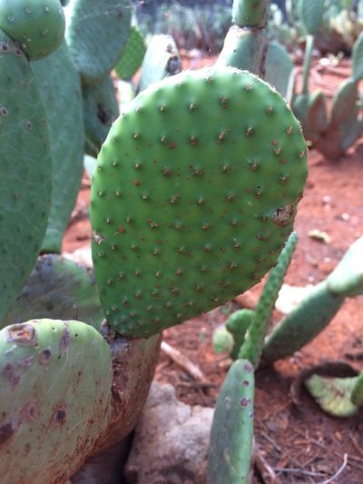 Tacinga inamoena, photographed by B. Phalan