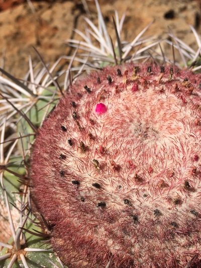 Melocactus pachyacanthus, photographed by B. Phalan