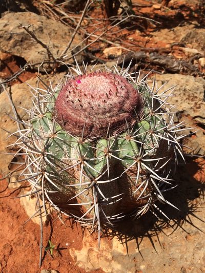Melocactus pachyacanthus, photographed by B. Phalan