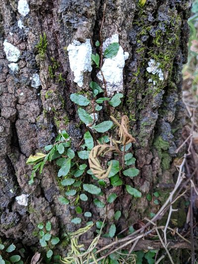 Microgramma heterophylla, photographed by Alison Northup