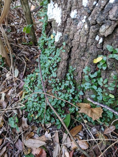 Microgramma heterophylla, photographed by Alison Northup