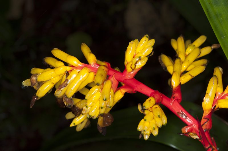 Guzmania testudinis, photographed by Oscar Marín
