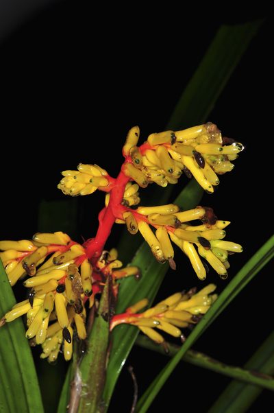 Guzmania testudinis, photographed by Oscar Marín