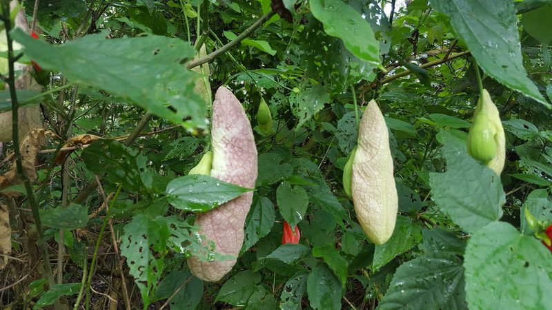 Aristolochia gigantea, photographed by alessandradalia