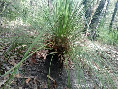 Xanthorrhoea arborea, photographed by James Ray