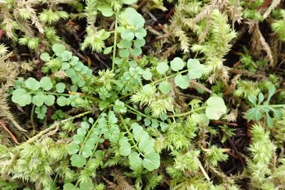 Cardamine oligosperma, photographed by John Brew