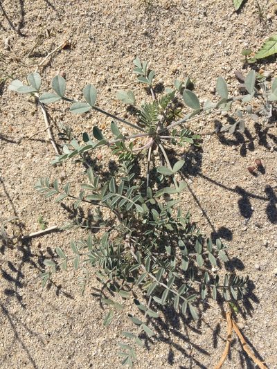 Astragalus aridus, photographed by Kate Harper