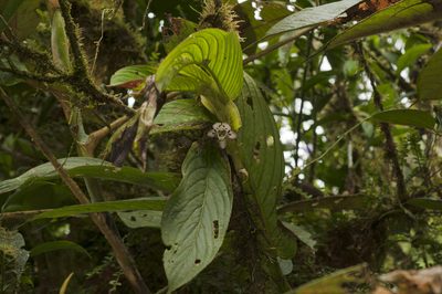 Columnea medicinalis, photographed by Oscar Marín