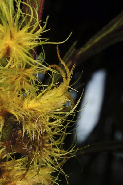 Columnea filifera, photographed by Oscar Marín