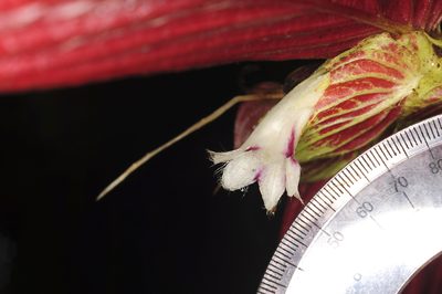 Columnea longinervosa, photographed by Oscar Marín