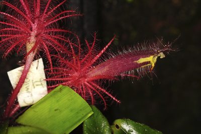 Columnea minor, photographed by Oscar Marín