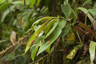 Columnea filifera, photographed by Oscar Marín