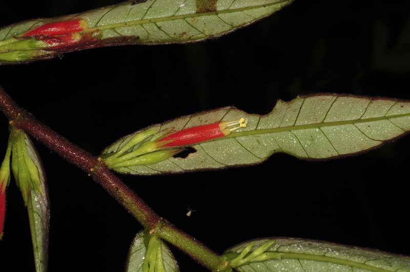 Columnea byrsina, photographed by Oscar Marín