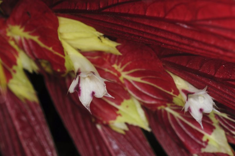 Columnea longinervosa, photographed by Oscar Marín
