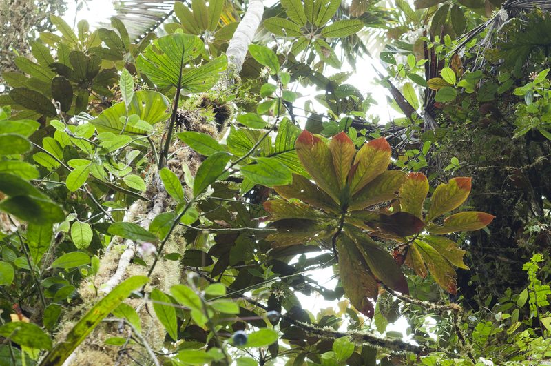 Columnea medicinalis, photographed by Oscar Marín