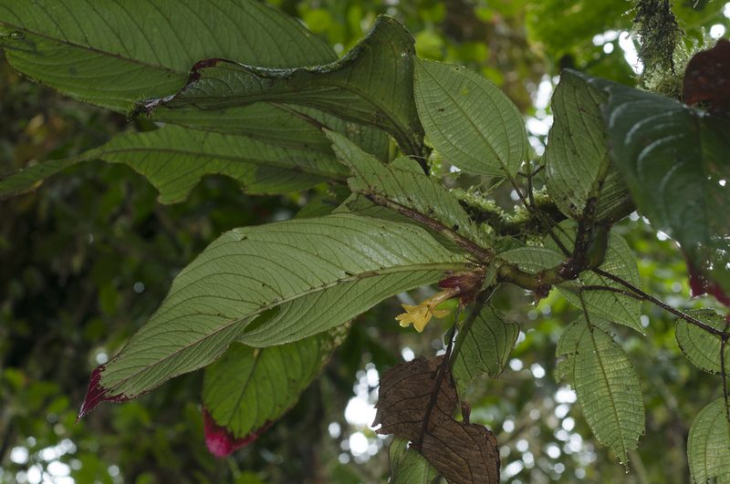 Columnea gigantifolia, photographed by Oscar Marín