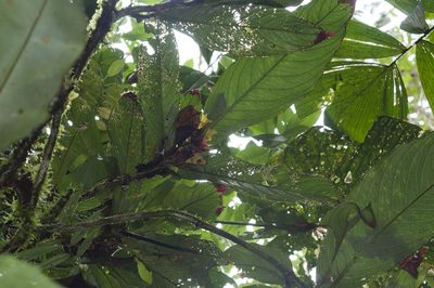 Columnea gigantifolia, photographed by Oscar Marín