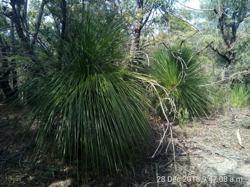 Xanthorrhoea arborea, photographed by James Ray
