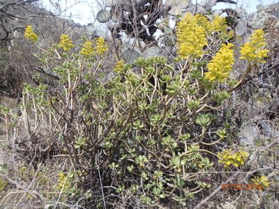 Sedum dendroideum, photographed by Fernando Cecor