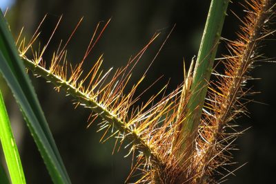Calamus australis, photographed by coenobita