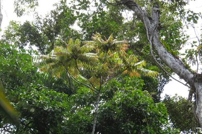 Jagera madida, photographed by coenobita