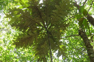 Musgravea heterophylla, photographed by coenobita
