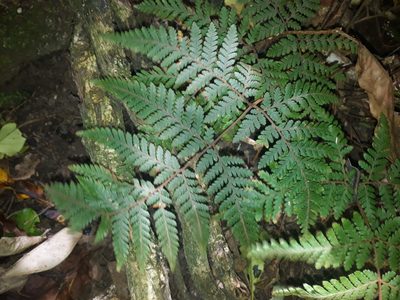 Lastreopsis velutina, photographed by Leon Perrie