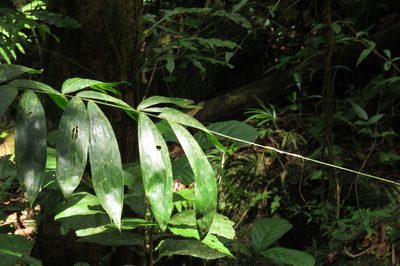 Calamus vitiensis, photographed by coenobita