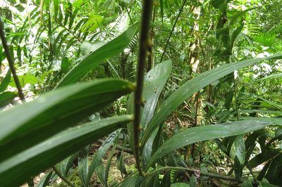 Calamus vitiensis, photographed by coenobita
