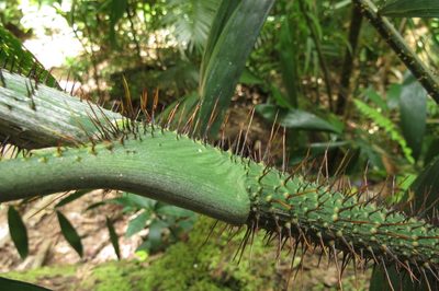 Calamus vitiensis, photographed by coenobita