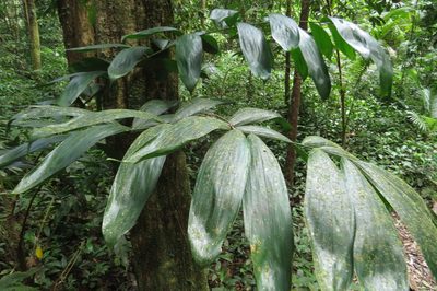 Calamus vitiensis, photographed by coenobita