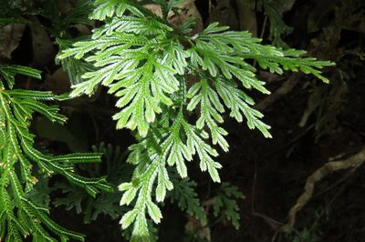 Selaginella longipinna, photographed by coenobita