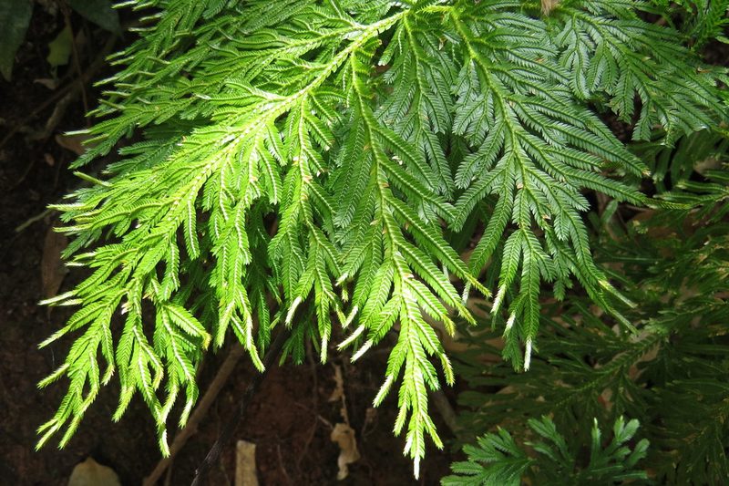 Selaginella longipinna, photographed by coenobita
