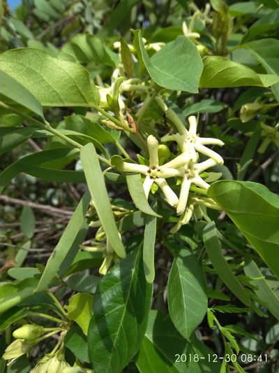 Stephanotis macrantha, photographed by Seth Musker