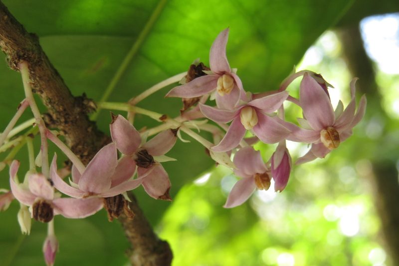 Chionanthus sleumeri, photographed by coenobita