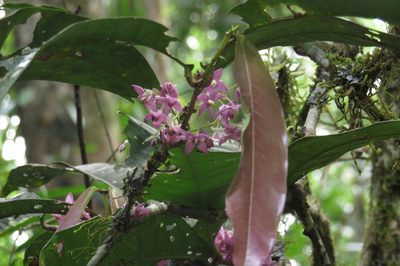 Chionanthus sleumeri, photographed by coenobita