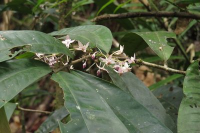 Chionanthus sleumeri, photographed by coenobita