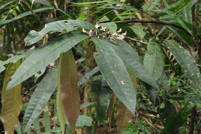 Chionanthus sleumeri, photographed by coenobita