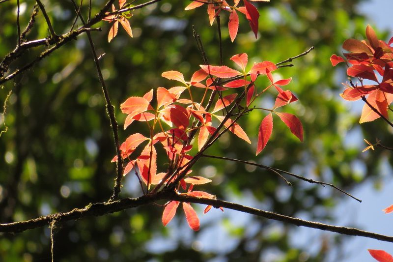 Pseudoweinmannia apetala, photographed by coenobita
