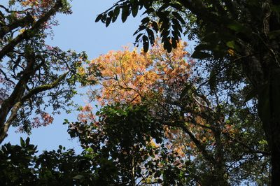 Pseudoweinmannia apetala, photographed by coenobita