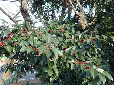 Ilex rotunda, photographed by Yoshihiro Tokue