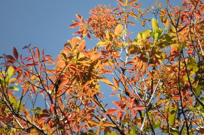 Pseudoweinmannia apetala, photographed by coenobita