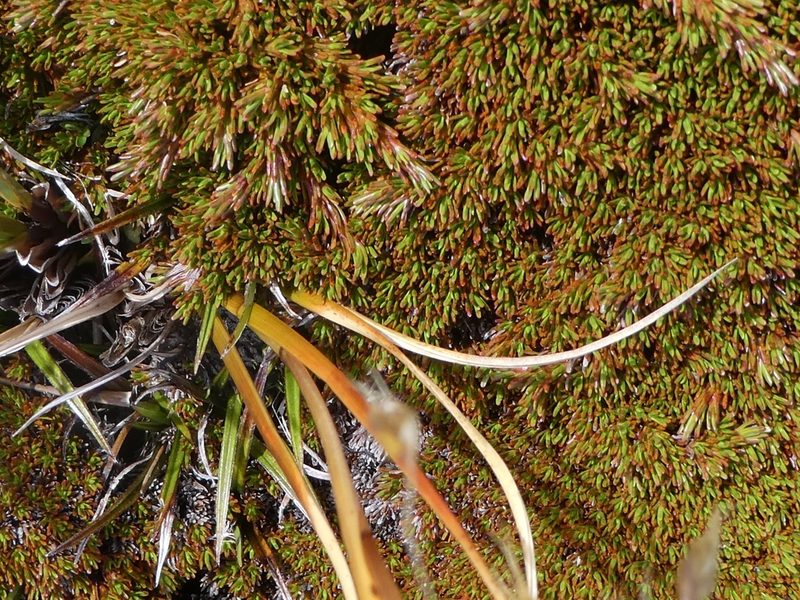 Dracophyllum politum, photographed by Mark Anderson