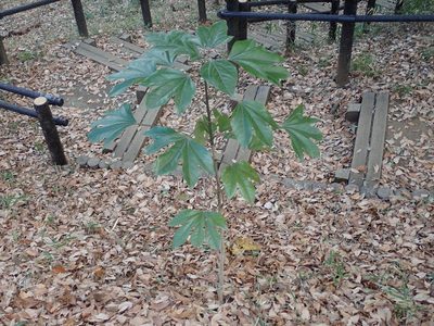 Dendropanax trifidus, photographed by Yoshihiro Tokue