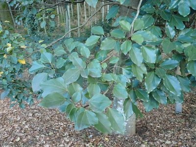 Dendropanax trifidus, photographed by Yoshihiro Tokue