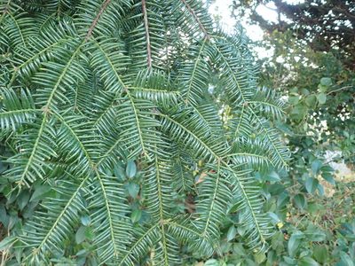 Torreya nucifera, photographed by Yoshihiro Tokue